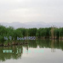 仯