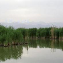 ḻ