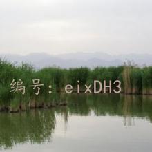 ȫ