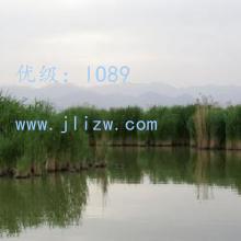 ḻ