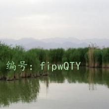 ׼